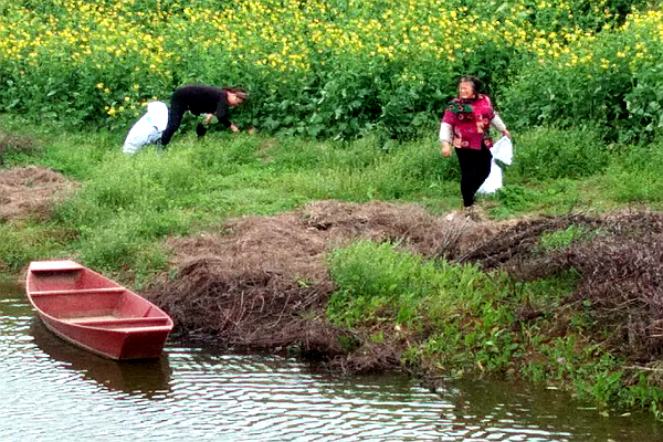 8农家妇女采摘青青牧草。.jpg